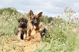 BERGER ALLEMAND 284